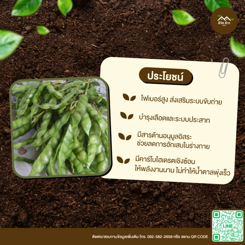 เมล็ดพันธุ์ ถั่วแฮเขียว