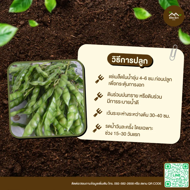 เมล็ดพันธุ์ ถั่วแฮเขียว