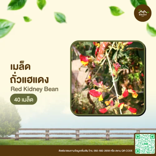 เมล็ดพันธุ์ ถั่วแฮแดง