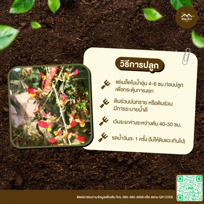 เมล็ดพันธุ์ ถั่วแฮแดง