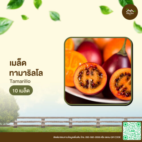 เมล็ดพันธุ์ ทามาริลโล
