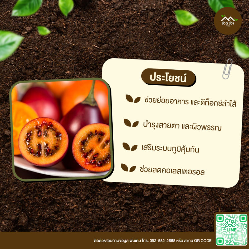 เมล็ดพันธุ์ ทามาริลโล