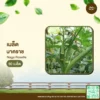 เมล็ดพันธุ์ นาคราช