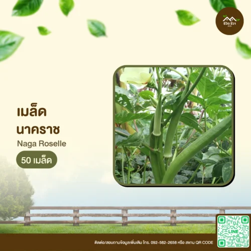 เมล็ดพันธุ์ นาคราช