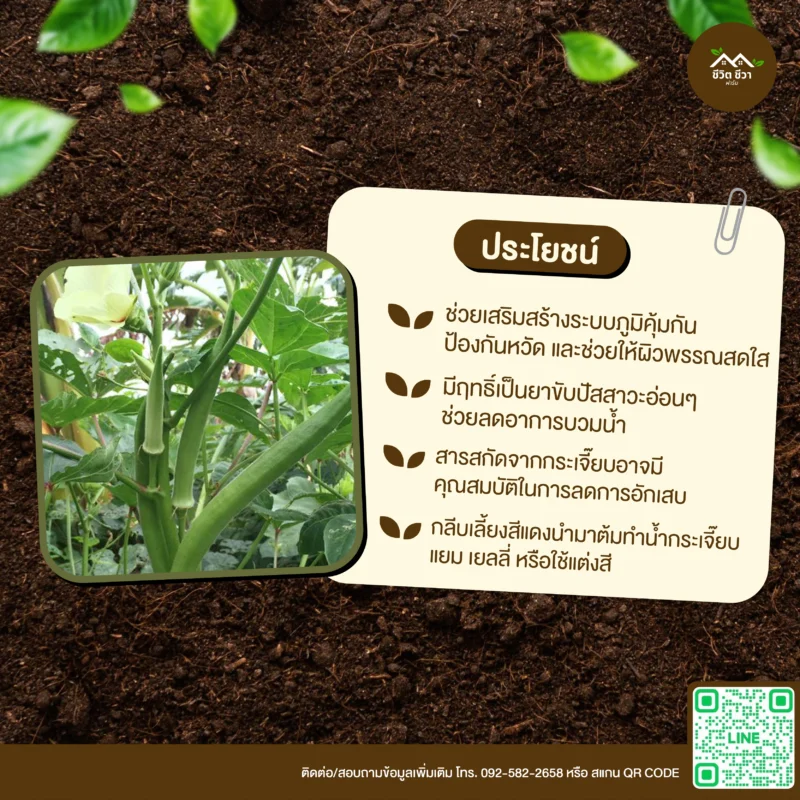 เมล็ดพันธุ์ นาคราช