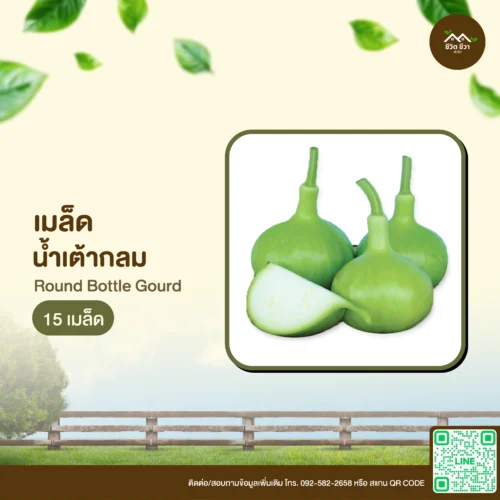 เมล็ดพันธุ์ น้ำเต้ากลม