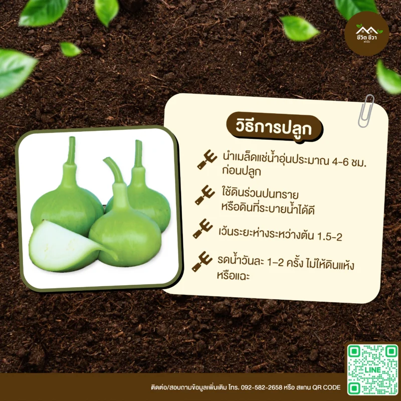 เมล็ดพันธุ์ น้ำเต้ากลมโต