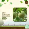 เมล็ดพันธุ์ น้ำเต้ากลมโต