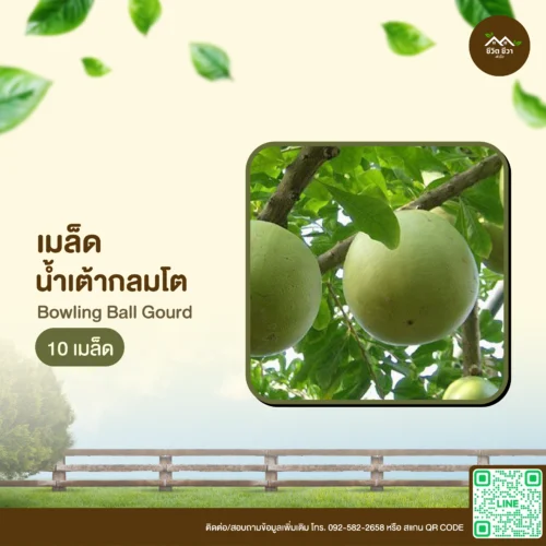 เมล็ดพันธุ์ น้ำเต้ากลมโต