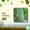เมล็ดพันธุ์ น้ำเต้ายักษ์