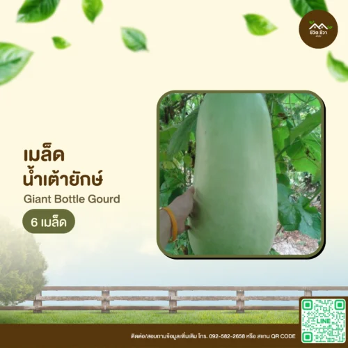 เมล็ดพันธุ์ น้ำเต้ายักษ์
