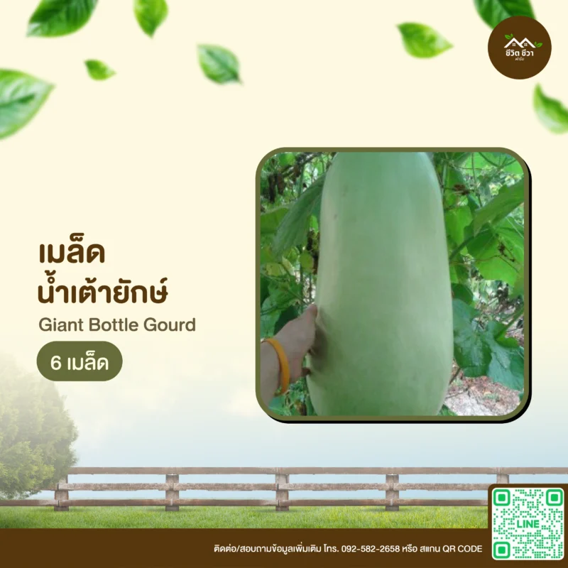 เมล็ดพันธุ์ น้ำเต้ายักษ์