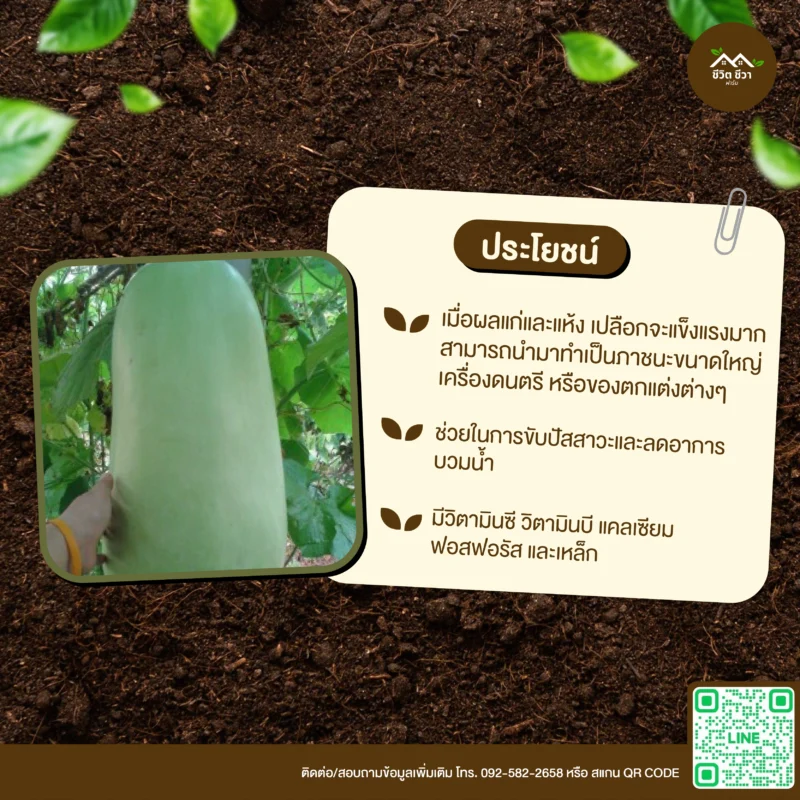 เมล็ดพันธุ์ น้ำเต้ายักษ์