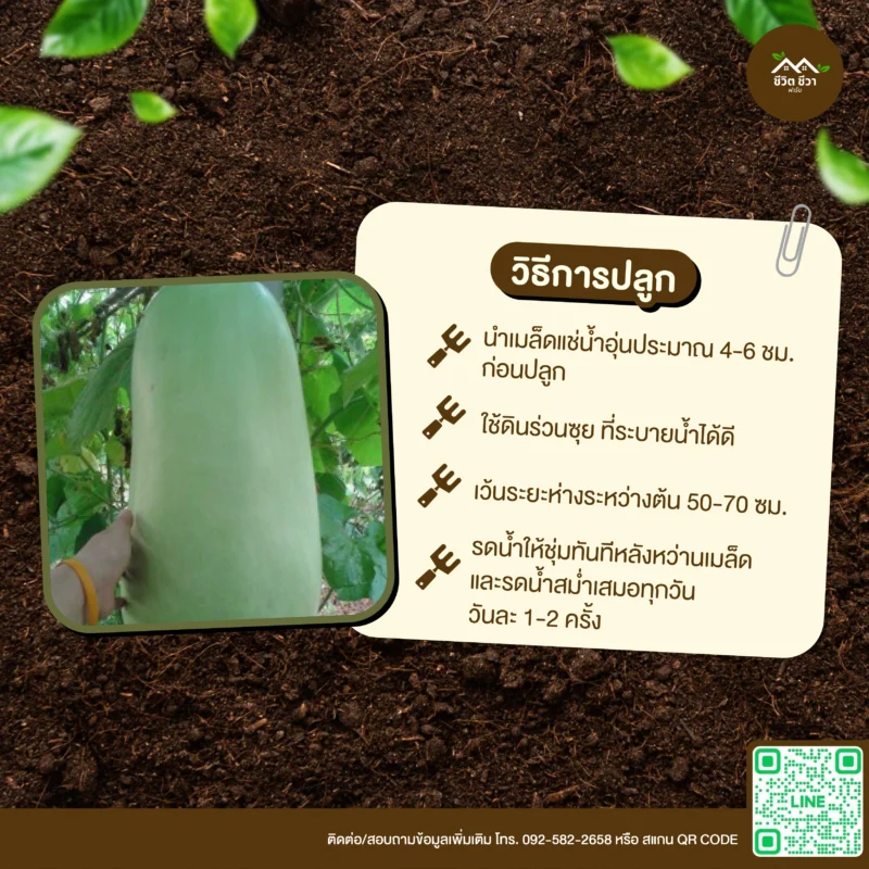 เมล็ดพันธุ์ น้ำเต้ายักษ์