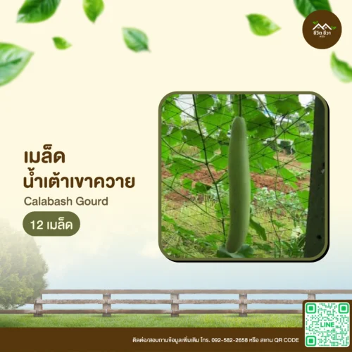 เมล็ดพันธุ์ น้ำเต้าเขาควาย