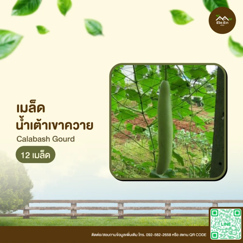 เมล็ดพันธุ์ น้ำเต้าเขาควาย