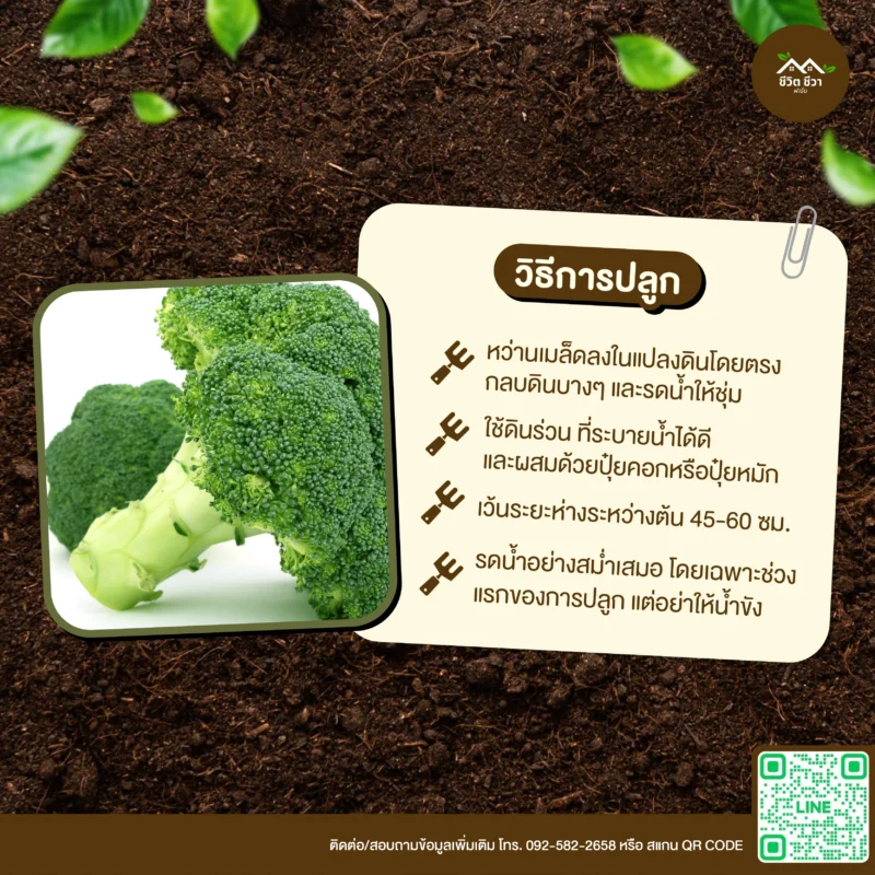 เมล็ดพันธุ์ บรอกโคลี