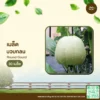 เมล็ดพันธุ์ บวบกลม
