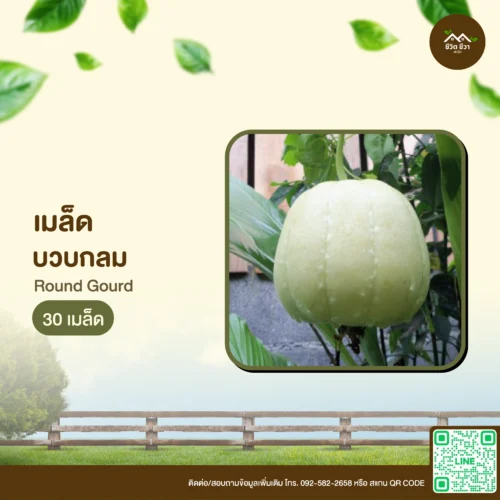 เมล็ดพันธุ์ บวบกลม