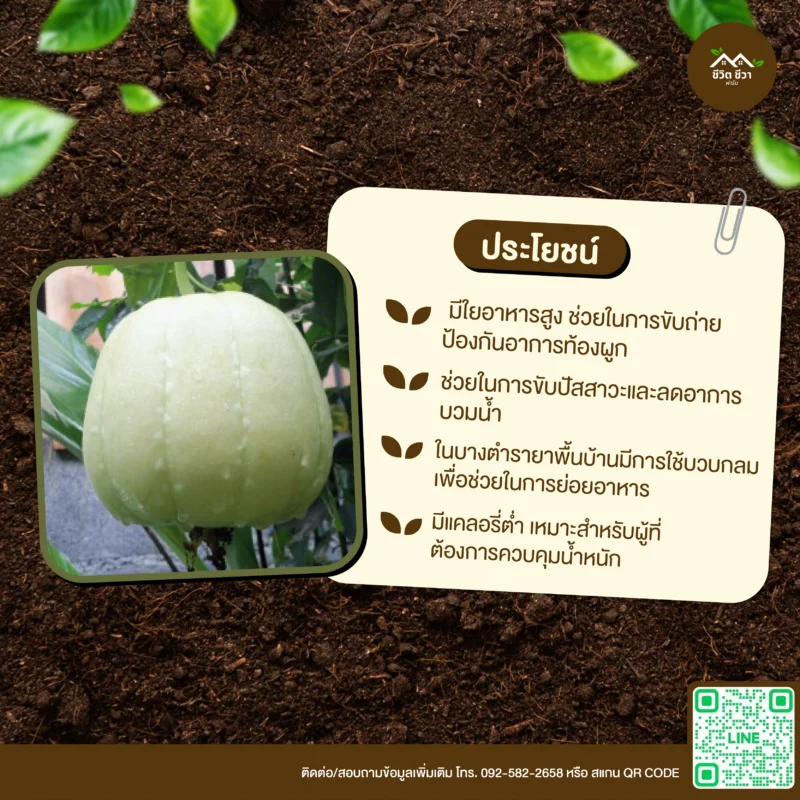 เมล็ดพันธุ์ บวบกลม
