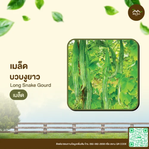 เมล็ดพันธุ์ บวบงูยาว