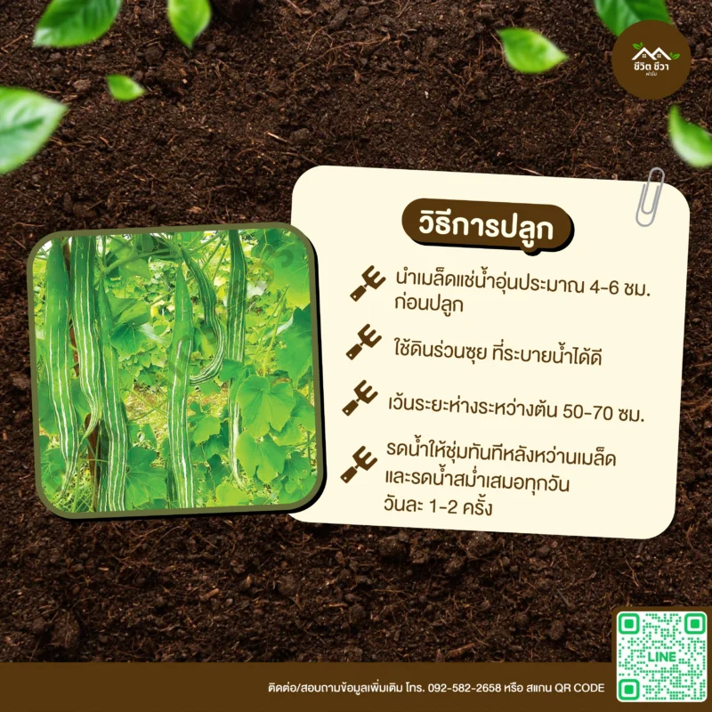 เมล็ดพันธุ์ บวบงูยาว