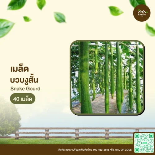 เมล็ดพันธุ์ บวบงูสั้น