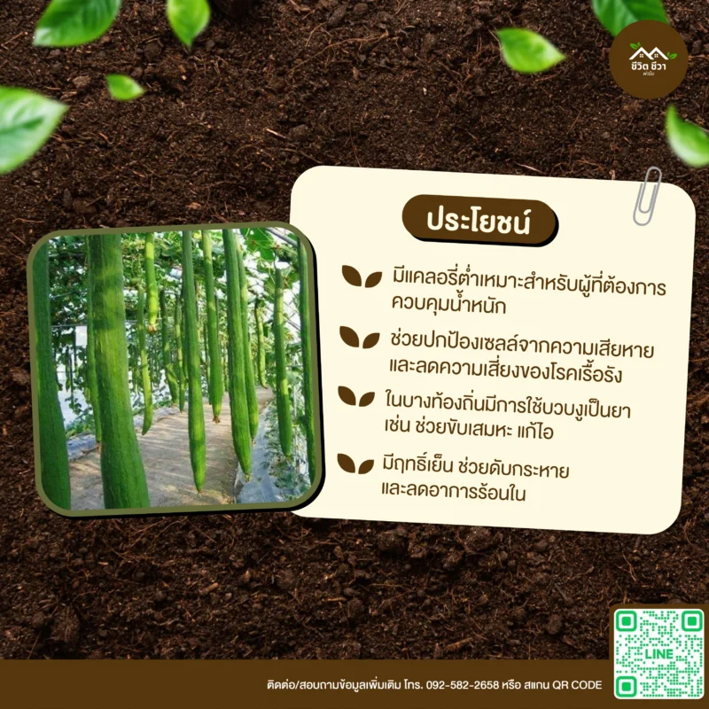 เมล็ดพันธุ์ บวบงูสั้น