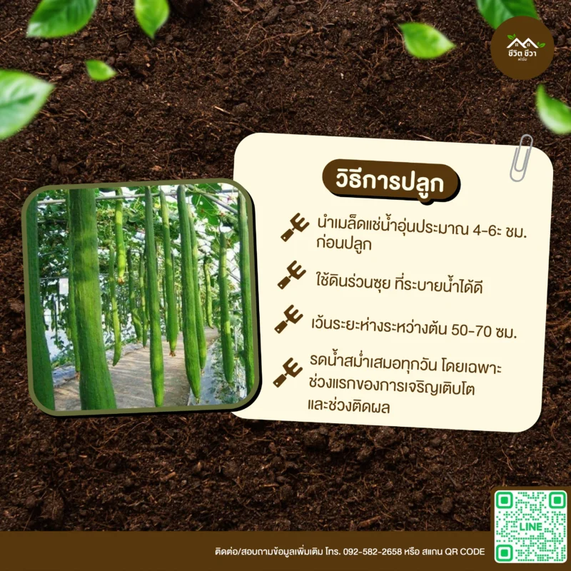 เมล็ดพันธุ์ บวบงูสั้น