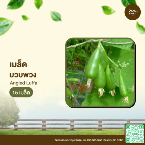 เมล็ดพันธุ์ บวบพวง