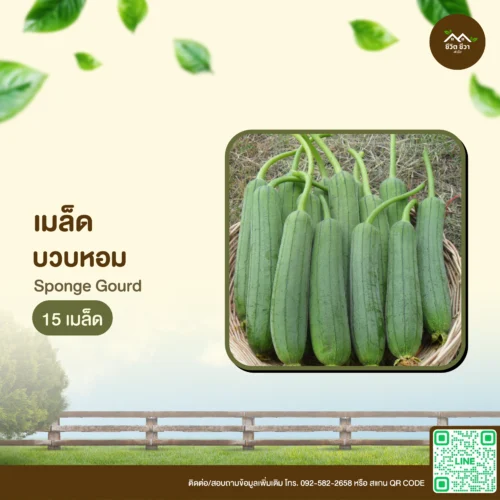 เมล็ดพันธุ์ บวบหอม