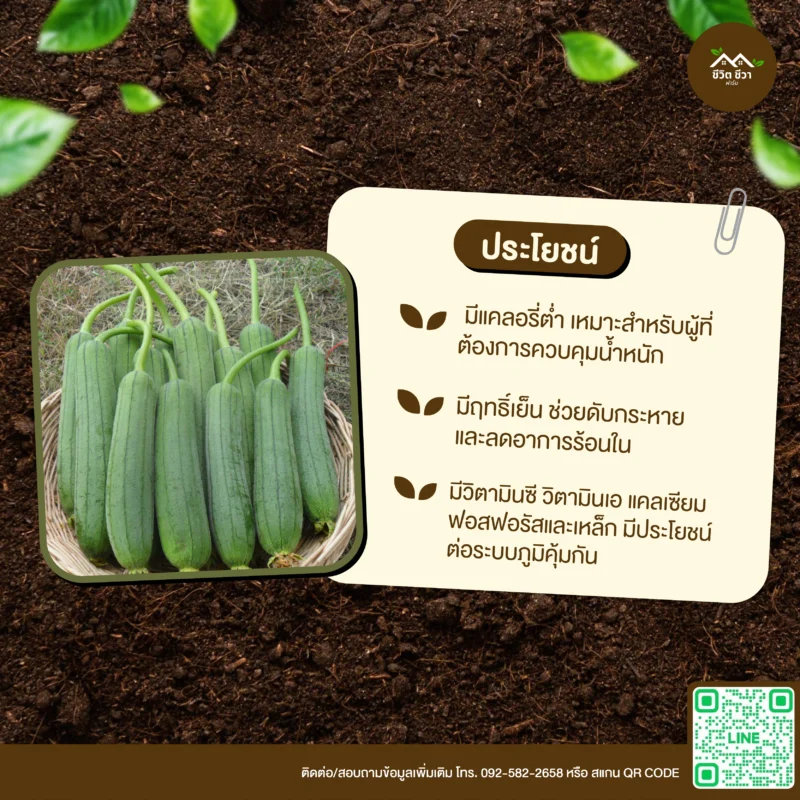 เมล็ดพันธุ์ บวบหอม