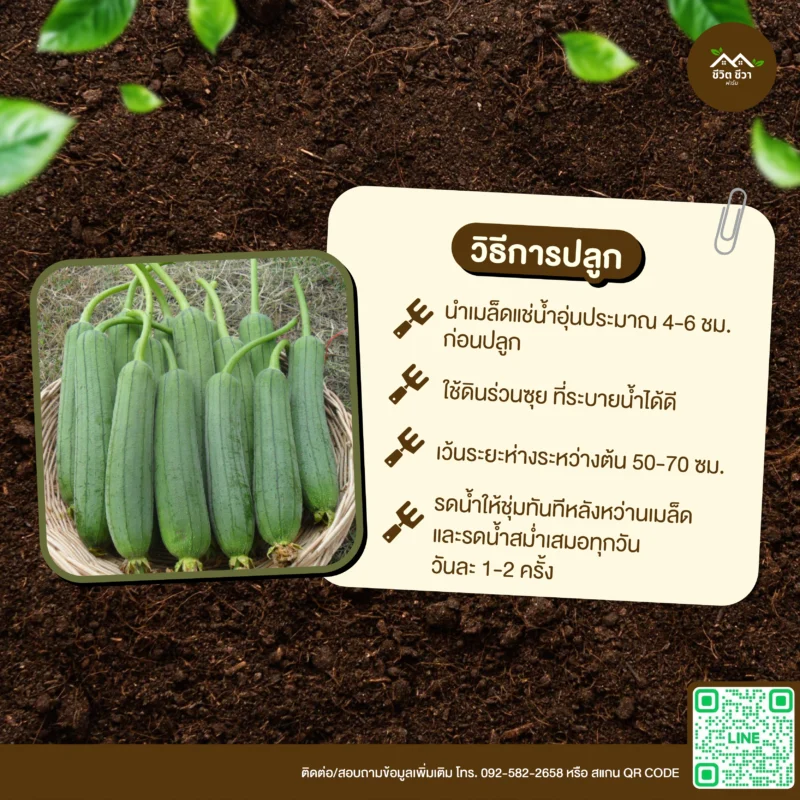 เมล็ดพันธุ์ บวบหอม