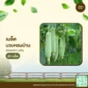 เมล็ดพันธุ์ บวบหอมบ้าน