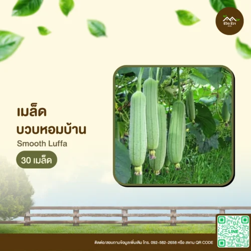 เมล็ดพันธุ์ บวบหอมบ้าน