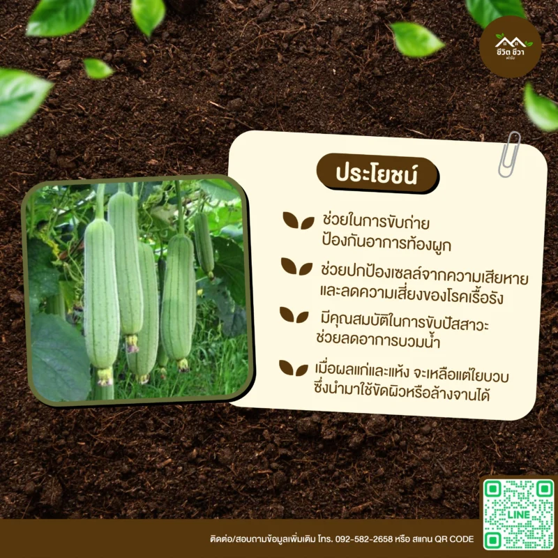 เมล็ดพันธุ์ บวบหอมบ้าน