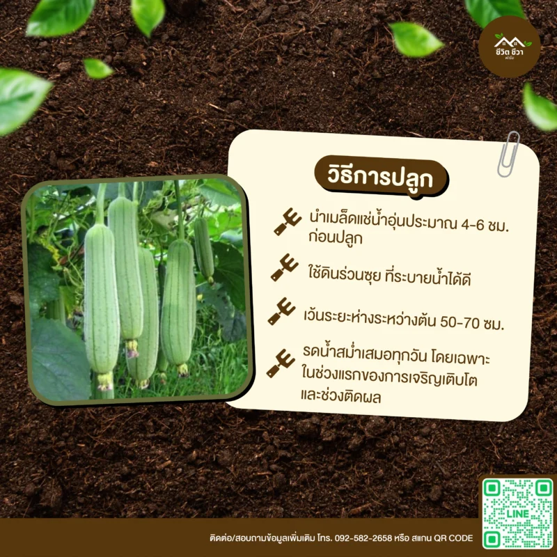 เมล็ดพันธุ์ บวบหอมบ้าน
