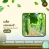 เมล็ดพันธุ์ บวบหอมป่า