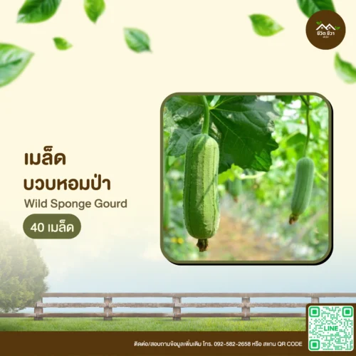 เมล็ดพันธุ์ บวบหอมป่า