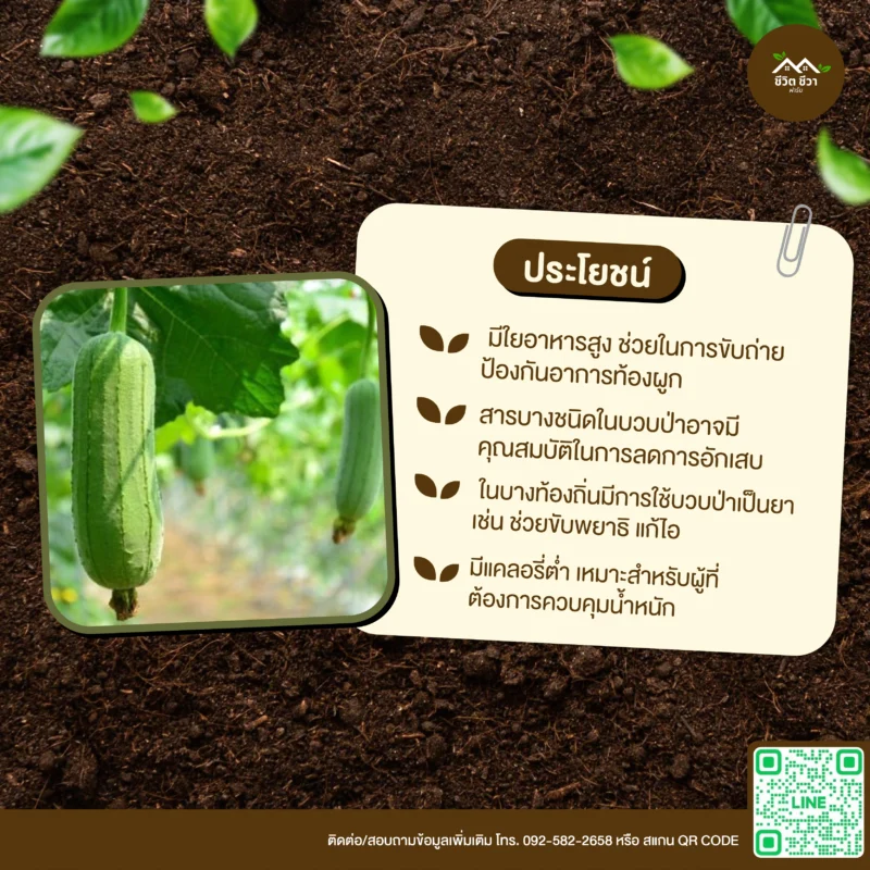 เมล็ดพันธุ์ บวบหอมป่า