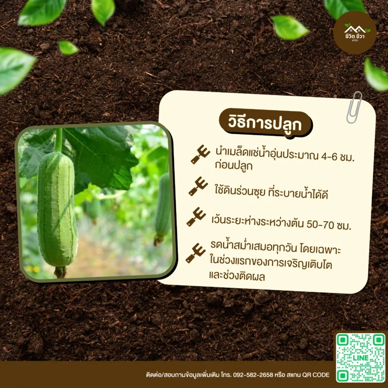 เมล็ดพันธุ์ บวบหอมป่า