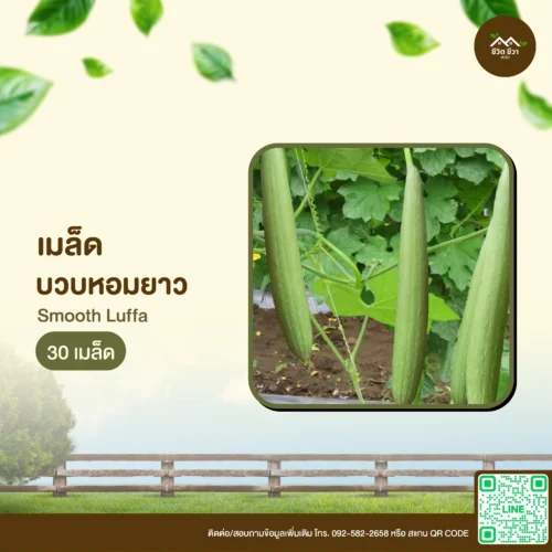 เมล็ดพันธุ์ บวบหอมยาว