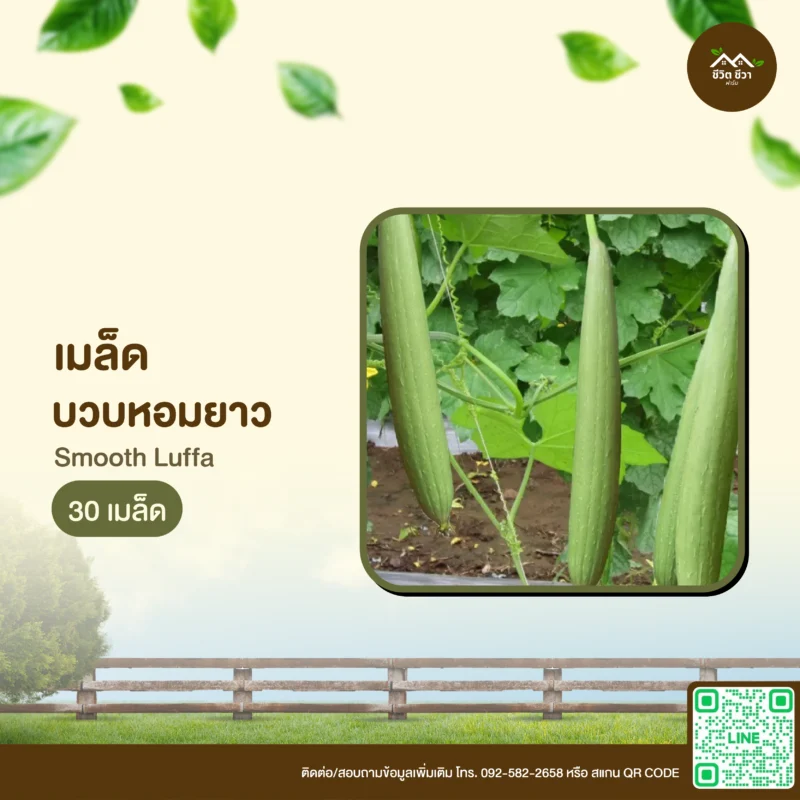 เมล็ดพันธุ์ บวบหอมยาว