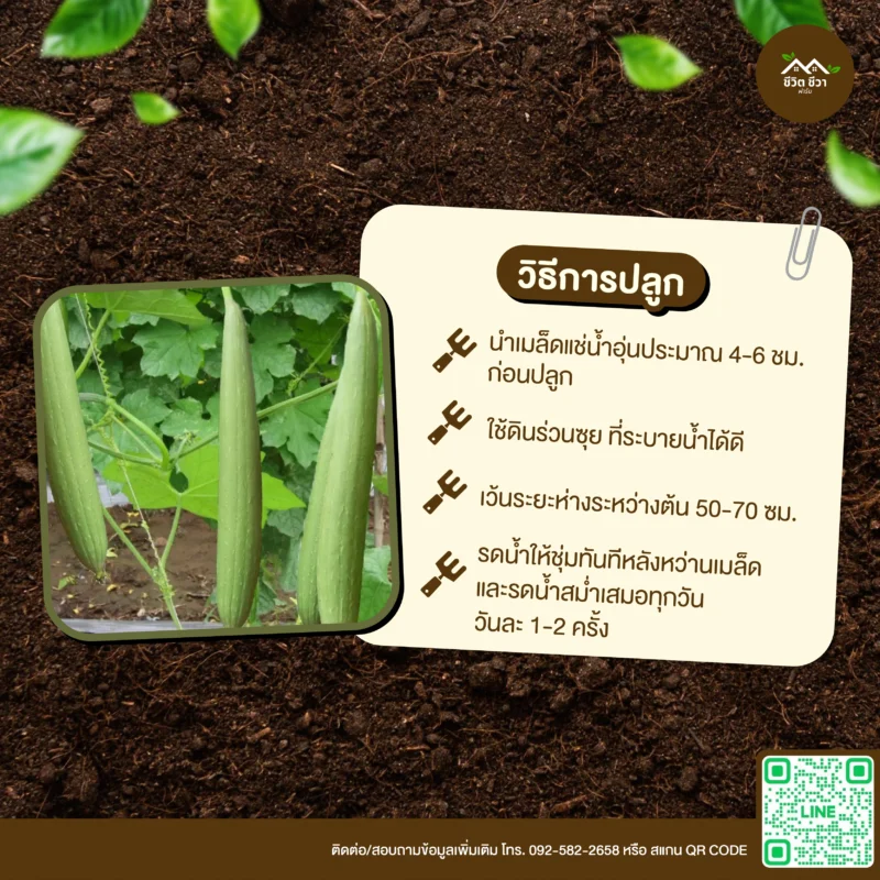 เมล็ดพันธุ์ บวบหอมยาว