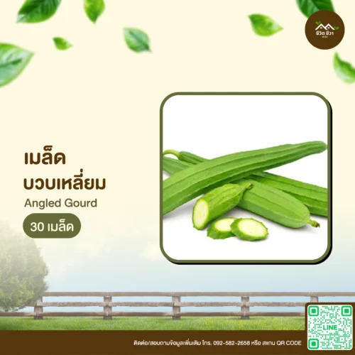 เมล็ดพันธุ์ บวบเหลี่ยม