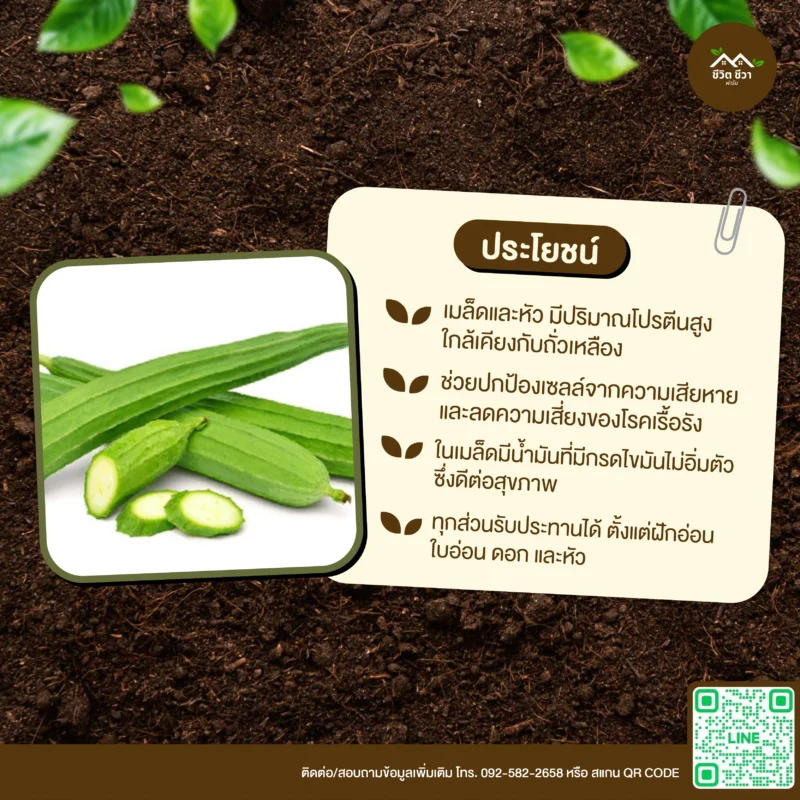 เมล็ดพันธุ์ บวบเหลี่ยม