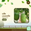 เมล็ดพันธุ์ บวบแอปเปิ้ล