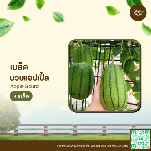 เมล็ดพันธุ์ บวบแอปเปิ้ล