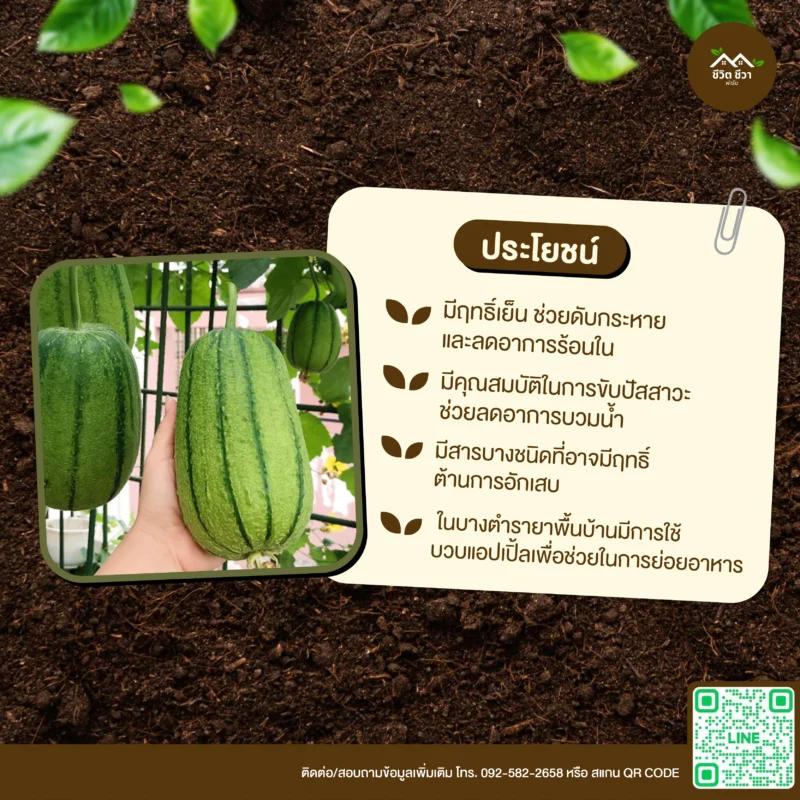 เมล็ดพันธุ์ บวบแอปเปิ้ล