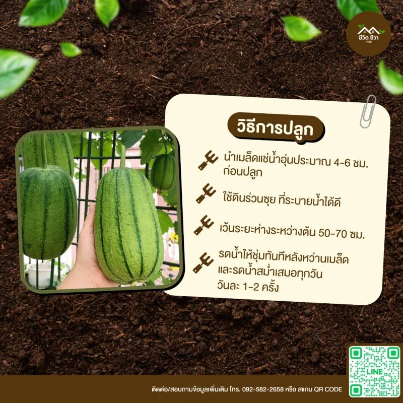 เมล็ดพันธุ์ บวบแอปเปิ้ล